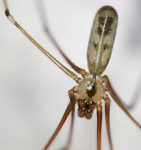 Réf. 256 130 : Pholcus phalangioides